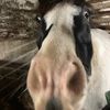 i_luv_horses4ever