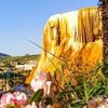 zohir.guelma