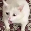 soi_con_cakk