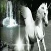 acidd.angell