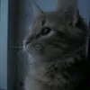 lin_______nnn