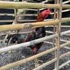 blackfarm12