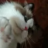 skailess_28