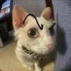 josephdingleberry0