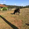 carvalho_zxl