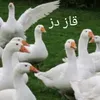 kura_nawroli01