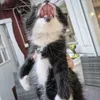 nimmiow