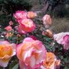 miralmiralmiralo2
