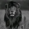 asal980sal