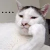 metongtai_31