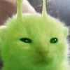 meatcore19