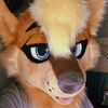 kooper_coyote