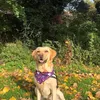willowlab3