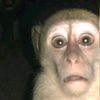 mtmonkey12