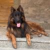 Roben germansheperd