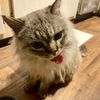 marvinthegraycat