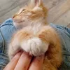 ambar_8905