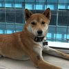 shibainu6571
