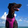 ditzydobermans
