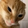 lio_9271