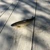 brockpaneakfishing