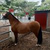 marcos.abel.culla