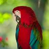 AvianVibe