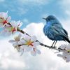 faruk.hossain8556