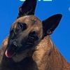 dog.adventures24