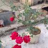 jahid.hasan.bappy56