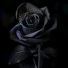 hayat.zaidi8