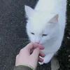 bixh_thyu