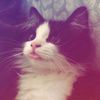 sher11n_1205135