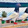 ibrahim.gujjar026
