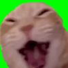 meme cat green screen