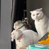 patpotpitmeow