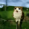 Пельмешечка @