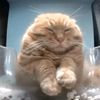 lazysingcat.daily