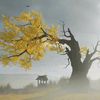 rilmann_0