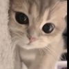 you.okay.meow