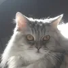 xarding8