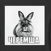cheremsha.gt