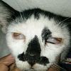 wong.gendeng8068