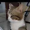 tuanxedien0