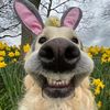 Funny.pet.02