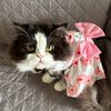 anniemei91