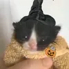 .miau.prohallowen