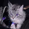 meowtaimdew