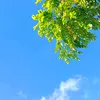 haanhy6