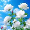 user2587781996791